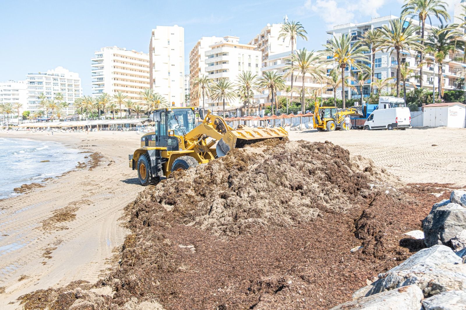 Malaga coast battles invasive algae with 15,000 tons removed