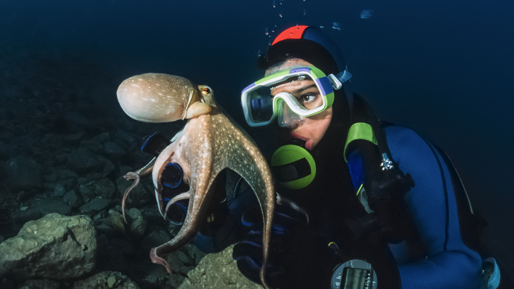 World's first octopus farm project abandoned in Spain
